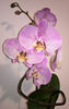 orhidee valynedelcu@yahoo.com 0133