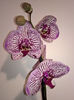 orhidee valynedelcu@yahoo.com 0134