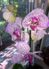 orhidee valynedelcu@yahoo.com 0135