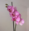 orhidee valynedelcu@yahoo.com 0137