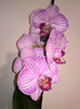 orhidee valynedelcu@yahoo.com 0138