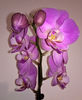 orhidee valynedelcu@yahoo.com 0139