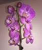 orhidee valynedelcu@yahoo.com 0140