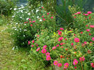 Aster Apollo si Royal Ruby