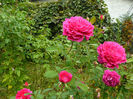 Sophys Rose