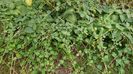Vinca major