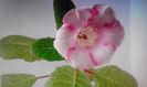 Afina