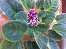Planta 1