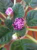 Planta 2