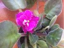 Planta 3