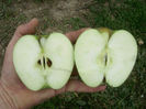 Măr Medoc 6