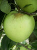 Măr Medoc 2