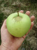 Măr Medoc 3