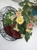 Yellow english rose