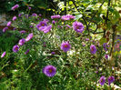 Aster Tonga