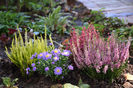 Aster Blue Lapis si Calluna vulgaris