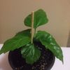 2 classic apricot 12 lei