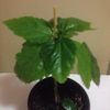 3 classic apricot 14 lei