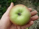 Măr B 3