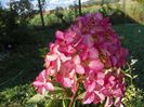 hydrangea pan. Fraise Melba