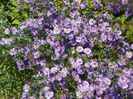 aster inalt