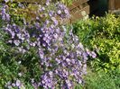 aster inalt
