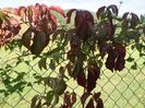 parthenocissus quinquefolia
