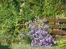 aster inalt