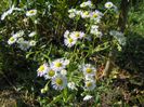 erigeron annuus