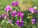 hibiscus syr. Duc de Brabant