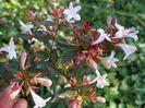 abelia grandiflora
