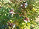 abelia grandiflora