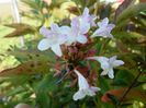 abelia grandiflora