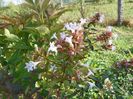 abelia grandiflora
