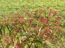 heptacodium miconioides