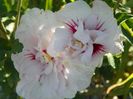 hibiscus syr. China Chiffon