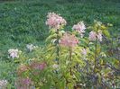 hydrangea pan. Phantom