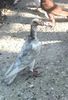 IMG-20170925-WA0008