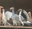 IMG-20170925-WA0011