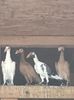 IMG-20170925-WA0016