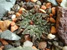Ariocarpus kotschoubeyanus v. albiflorus