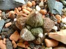 Ariocarpus fissuratus