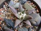 Ariocarpus retusus