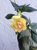 26.09.2017-yellow Englisch Rose