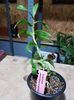 epi paniculatum X capricornu 60 lei