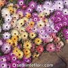 Seminte flori Mesembryanthemum Kings Sunshine Mix