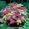 Seminte flori Achillea Summer Berries F2