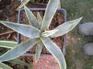 Agave americana cv marginata pallida