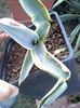 agava neglecta arizonaca star