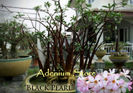 adenium black pearl